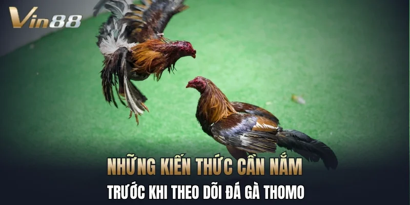Những kiến thức cần nắm trước khi theo dõi đá gà Thomo